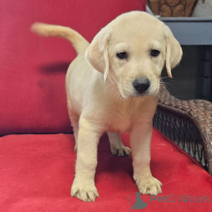 Foto №1. labrador retriever - zum Verkauf in der Stadt Berlin | 600€ | Ankündigung № 176362