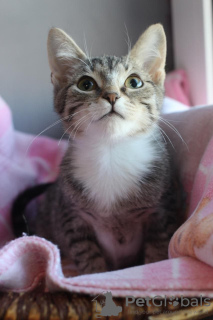 Zusätzliche Fotos: Liebevolles 3 Monate altes Kätzchen Stepan in guten Händen