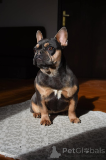 Foto №2 zu Ankündigung № 134941 zu verkaufen französische bulldogge - einkaufen Serbien züchter