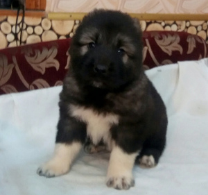 Foto №2 zu Ankündigung № 4569 zu verkaufen kaukasischer owtscharka - einkaufen Ukraine quotient 	ankündigung