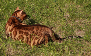 Foto №3. Schicker Goldbengalikerl im Verkauf. Hervorragende Rassedaten und. Russische Föderation