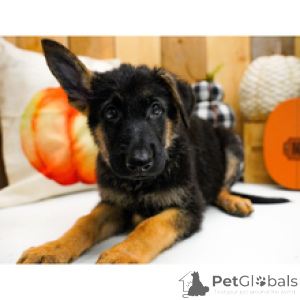 Foto №2 zu Ankündigung № 175435 zu verkaufen deutscher schäferhund - einkaufen USA quotient 	ankündigung