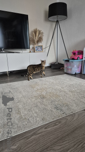 Foto №4. Ich werde verkaufen bengal katzenrasse in der Stadt London. züchter - preis - 1200€