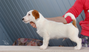 Zusätzliche Fotos: Jack Russell Terrier Welpen (FCI)