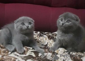 Zusätzliche Fotos: Atemberaubende GCCF Scottish Fold-Kätzchen mit Stammbaum