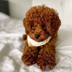 Foto №2 zu Ankündigung № 161533 zu verkaufen pudel (toy) - einkaufen Deutschland aus dem tierheim, züchter