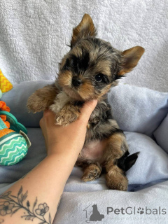 Foto №4. Ich werde verkaufen yorkshire terrier in der Stadt Helsinki. quotient 	ankündigung, aus dem tierheim - preis - 500€