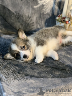 Foto №3. Pembroke Welsh Corgi-Welpen von preisgekrönten Eltern aus einem europäischen. USA