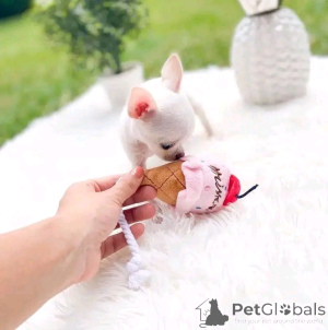 Foto №3. Süße und entzückende Chihuahua -Welpen. Finnland