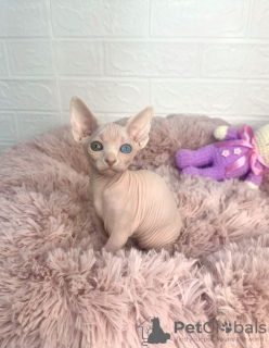 Foto №1. sphynx cat - zum Verkauf in der Stadt Стамбул | 1420€ | Ankündigung № 102241