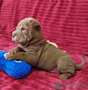 Foto №3. Shar-Pei-Babys. Russische Föderation