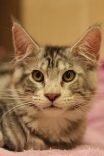 Foto №2 zu Ankündigung № 3065 zu verkaufen maine-coon-katze - einkaufen Russische Föderation vom kindergarten, züchter