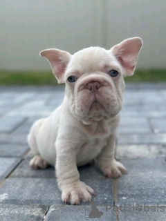 Foto №3. Entzückende französische Bulldog -Welpen zum Verkauf angeboten. Estland