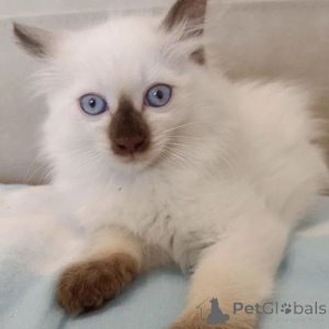 Foto №1. balinesenkatze - zum Verkauf in der Stadt Linde | 350€ | Ankündigung № 177593
