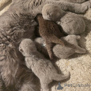 Foto №2 zu Ankündigung № 165156 zu verkaufen britisch kurzhaar - einkaufen Deutschland quotient 	ankündigung, aus dem tierheim