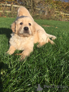 Zusätzliche Fotos: Gesunde Golden Retriever-Welpen stehen jetzt zum Verkauf