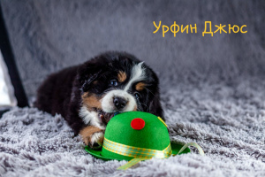 Foto №2 zu Ankündigung № 1981 zu verkaufen berner sennenhund - einkaufen Russische Föderation quotient 	ankündigung