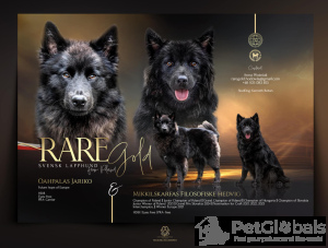 Foto №4. Ich werde verkaufen  in der Stadt Nysa. züchter - preis - verhandelt