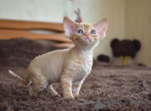 Foto №3. Devon Rex Kätzchen zum Verkauf weltweite Lieferung. USA