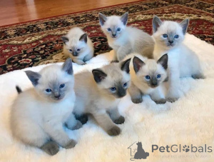 Foto №1. siamkatze - zum Verkauf in der Stadt Reinoink | 350€ | Ankündigung № 172320