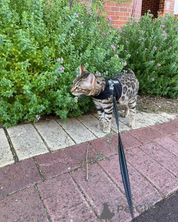 Foto №2 zu Ankündigung № 152776 zu verkaufen bengal katzenrasse - einkaufen Frankreich quotient 	ankündigung