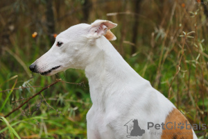 Foto №2. Paarung Service whippet. Preis - verhandelt