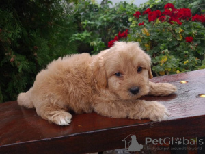 Foto №2 zu Ankündigung № 74978 zu verkaufen golden retriever - einkaufen Serbien züchter