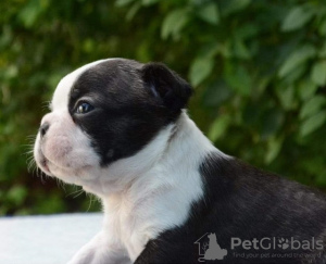 Foto №4. Ich werde verkaufen boston terrier in der Stadt Belgrad. züchter - preis - verhandelt