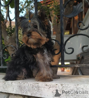 Foto №1. yorkshire terrier - zum Verkauf in der Stadt Balekesir | 388€ | Ankündigung № 159184