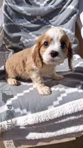 Foto №1. cavalier king charles spaniel - zum Verkauf in der Stadt Tallinn | 850€ | Ankündigung № 148744
