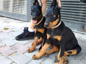 Foto №1. dobermann - zum Verkauf in der Stadt Bernburg | verhandelt | Ankündigung № 162206
