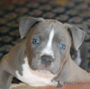 Foto №3. Wunderschöne Welpen des American Staffordshire Terrier. Montenegro