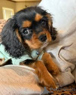 Foto №3. Cavalier King Charles Spaniel-Welpen zum Verkauf. Belgien