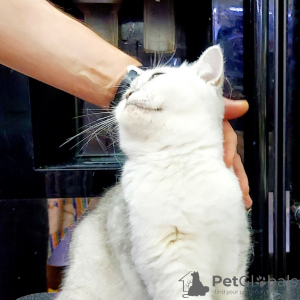 Zusätzliche Fotos: Britische Katze sucht eine neue Familie