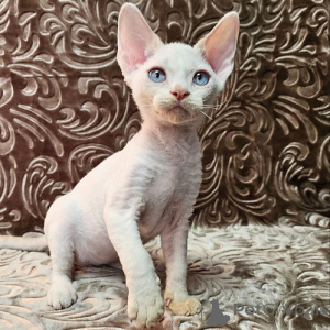 Foto №1. devon rex - zum Verkauf in der Stadt Hannover | 250€ | Ankündigung № 156670