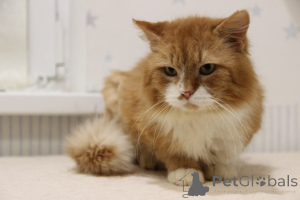 Foto №4. Ich werde verkaufen  in der Stadt Minsk. aus dem tierheim - preis - Frei