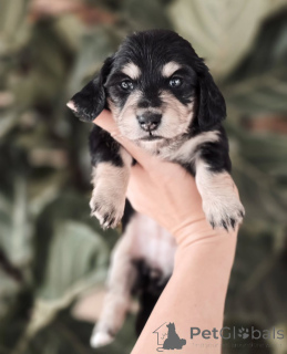 Foto №2 zu Ankündigung № 155447 zu verkaufen dackel - einkaufen Irland quotient 	ankündigung