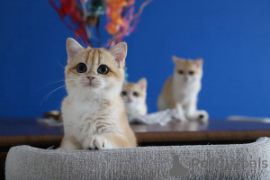 Foto №1. britisch kurzhaar - zum Verkauf in der Stadt Istanbul | 2125€ | Ankündigung № 153755