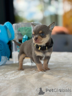 Foto №2 zu Ankündigung № 174829 zu verkaufen chihuahua - einkaufen Deutschland züchter