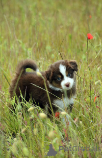 Foto №3. Miniatur American Shepherd (Mas) Welpe. Polen