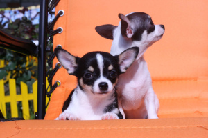 Foto №3. Chihuahua-Welpen. Russische Föderation