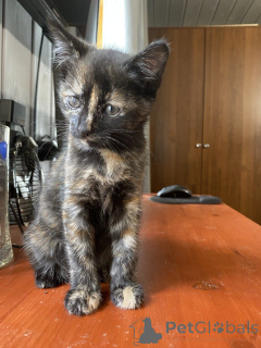 Foto №4. Ich werde verkaufen  in der Stadt Moskwa. quotient 	ankündigung - preis - Frei