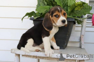 Foto №2 zu Ankündigung № 28507 zu verkaufen beagle - einkaufen Portugal quotient 	ankündigung