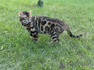 Zusätzliche Fotos: Wunderschöne Bengalkatze GrandInterChampion der Rasse