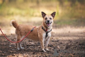 Zusätzliche Fotos: Der kleine Hund Suri ist in guten Händen.