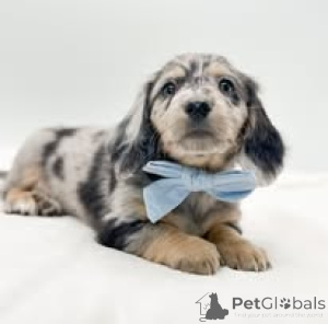 Foto №4. Ich werde verkaufen dackel in der Stadt Amsterdam. quotient 	ankündigung, züchter - preis - 700€