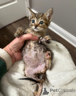 Foto №2 zu Ankündigung № 150616 zu verkaufen bengal katzenrasse - einkaufen Deutschland aus dem tierheim, züchter