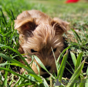 Foto №1. biewer terrier - zum Verkauf in der Stadt Miechów | verhandelt | Ankündigung № 103678