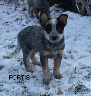 Foto №4. Ich werde verkaufen australian cattle dog in der Stadt Kaunas. vom kindergarten - preis - 1300€