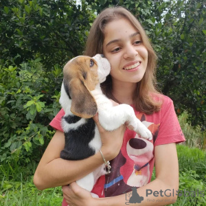 Zusätzliche Fotos: Schöne Beagle-Welpen gesucht